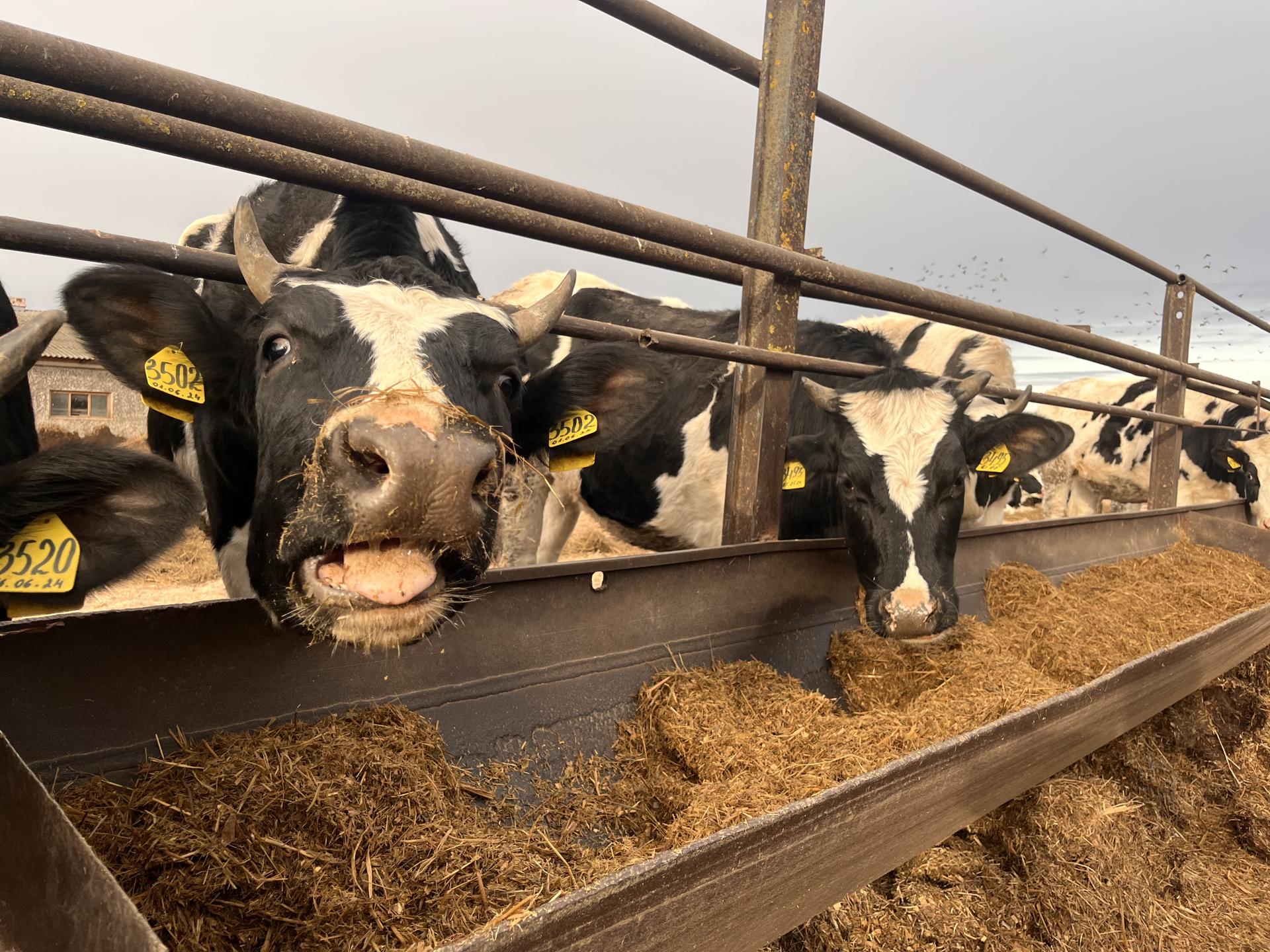 Фото: МедиаБанк Подмосковья/Ангелина Стельмух