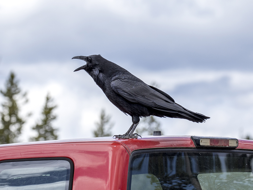 Фото: istockphoto.com/gjohnstonphoto