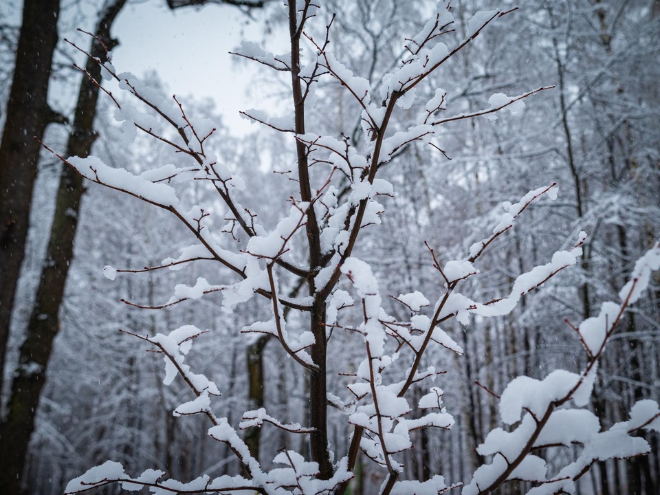 Фото: пресс-служба администрации г.о. Фрязино