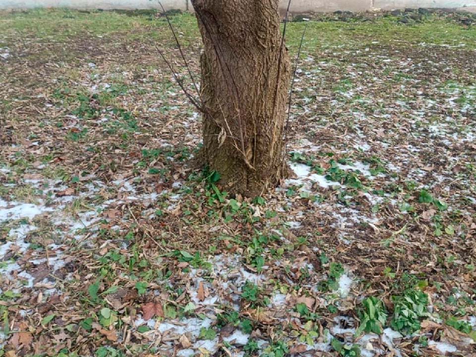 Фото: пресс-служба администрации г.о. Солнечногорск