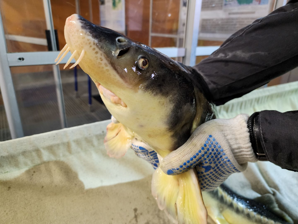 Фото: МедиаБанк Подмосковья/Мария Андрюхина