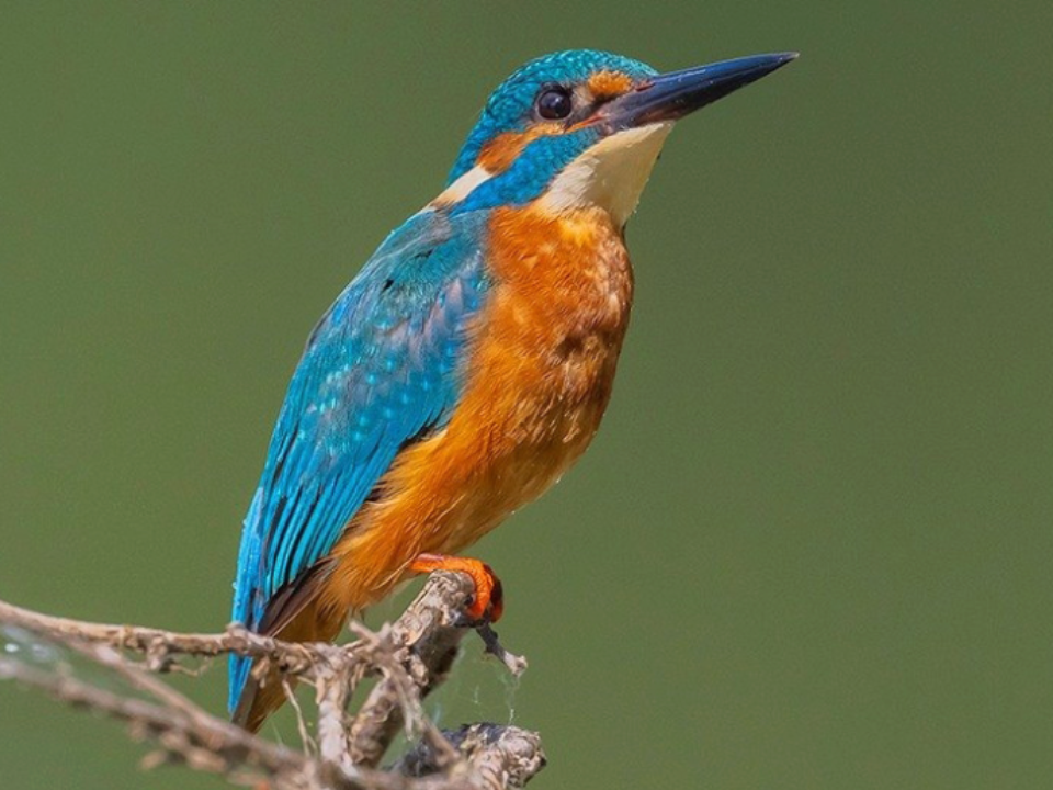 Зимородок. Фото: личный архив Турана Озфидана