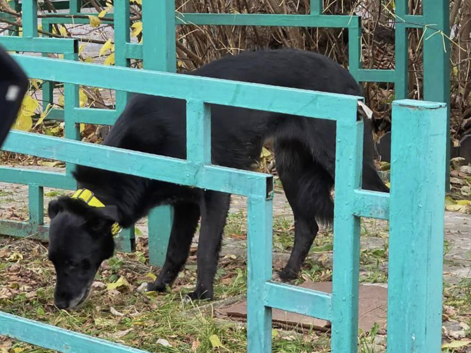 Фото: предоставлено волонтером Александрой Романовой