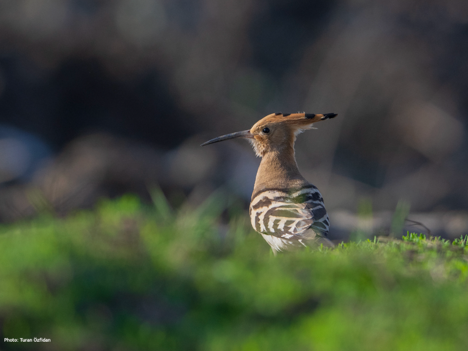 Удод. Фото: личный архив Турана Озфидана