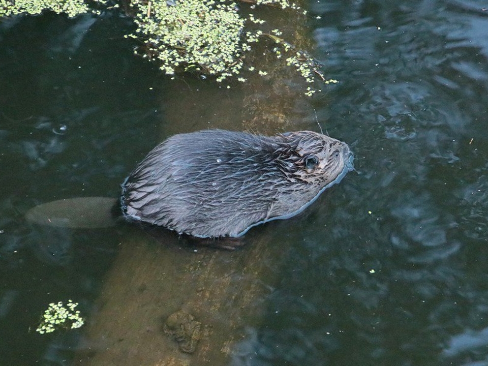 Фото: Приокско-Террасный заповедник/Ольга Калинина