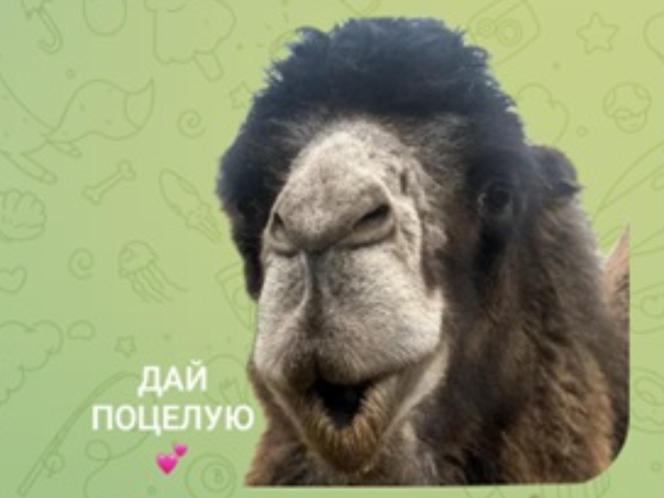 Фото: Центр воспроизводства редких видов животных