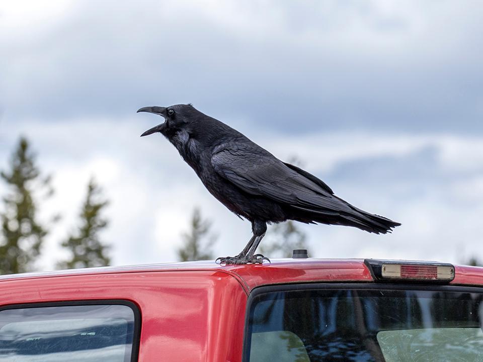 Фото: istockphoto.com/gjohnstonphoto