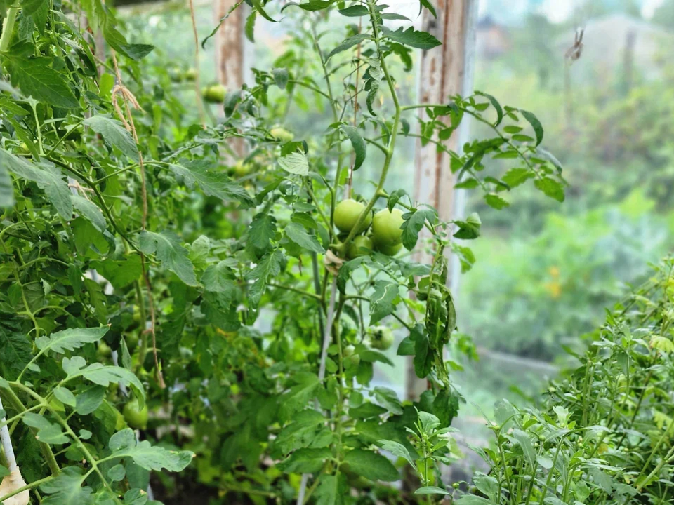 Фото: REGIONS/Наталия Надточая