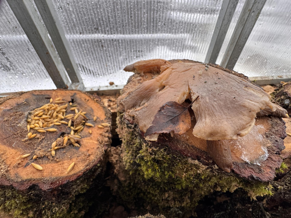  Подготовка субстрата для вешенок. Фото: REGIONS/Мария Шматкова 