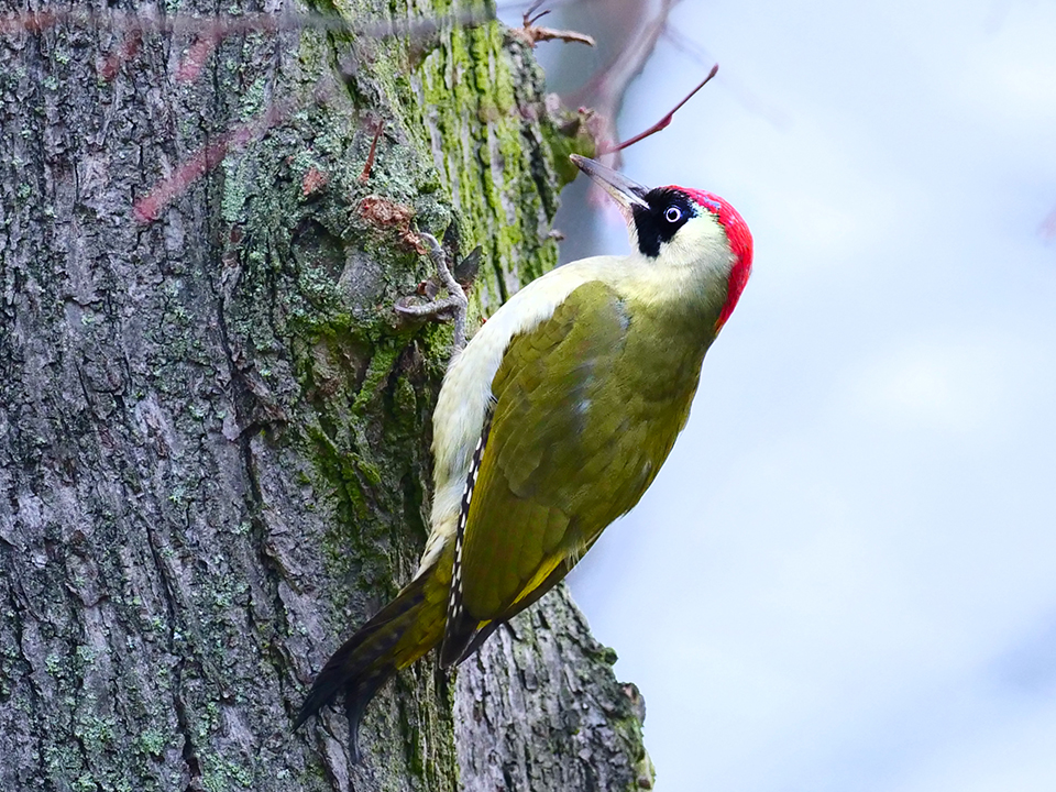 Фото: TASS/DPA/Picture-Alliance/Wolfram Steinberg