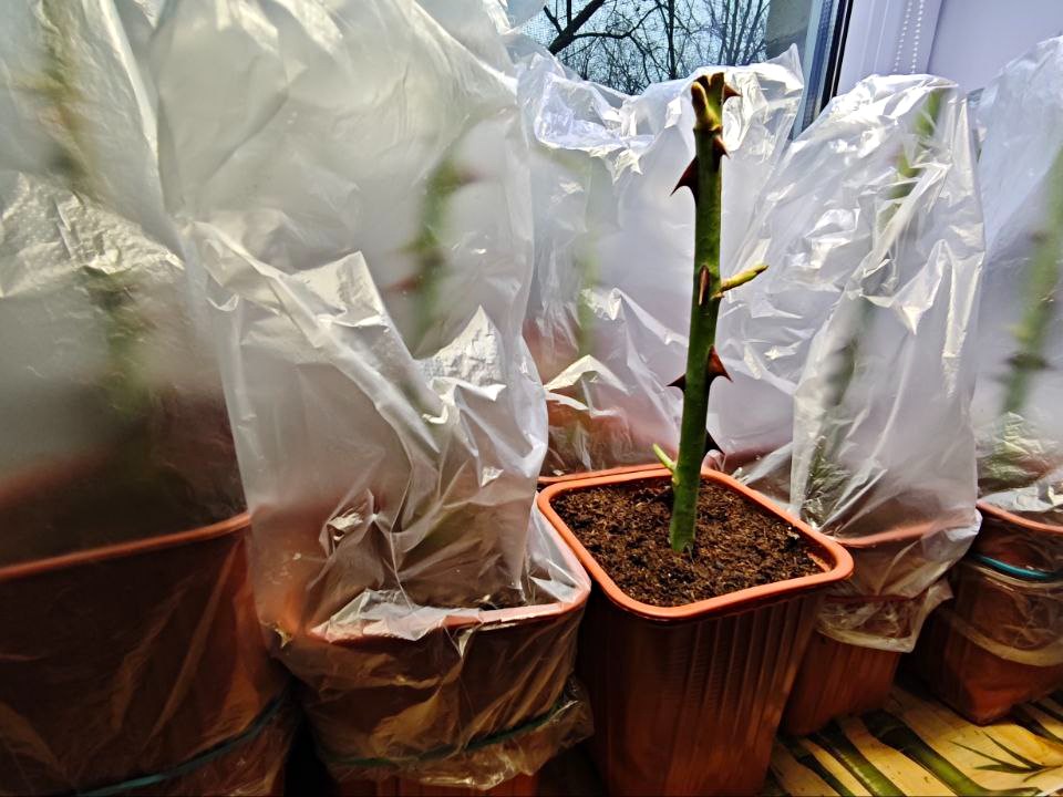 Фото: Ирина Зубарева