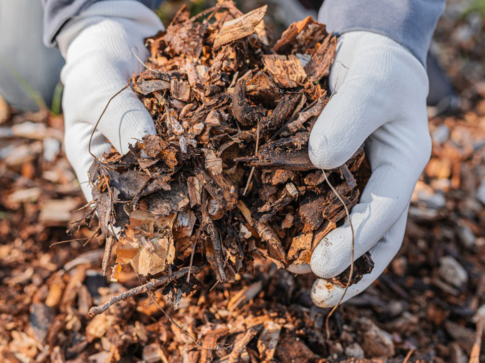 Фото: istockphoto.com/Larisa Stefanuyk