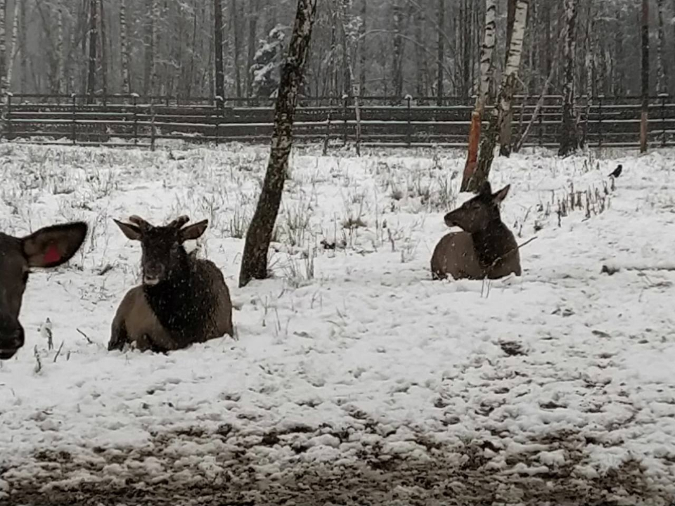 Фото: пресс-служба национального парка «Лосиный остров»