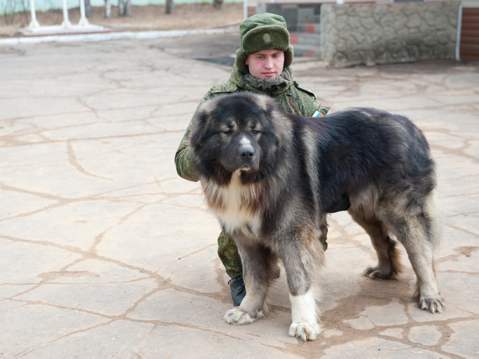 Кавказская овчарка. Фото: медиасток.рф 