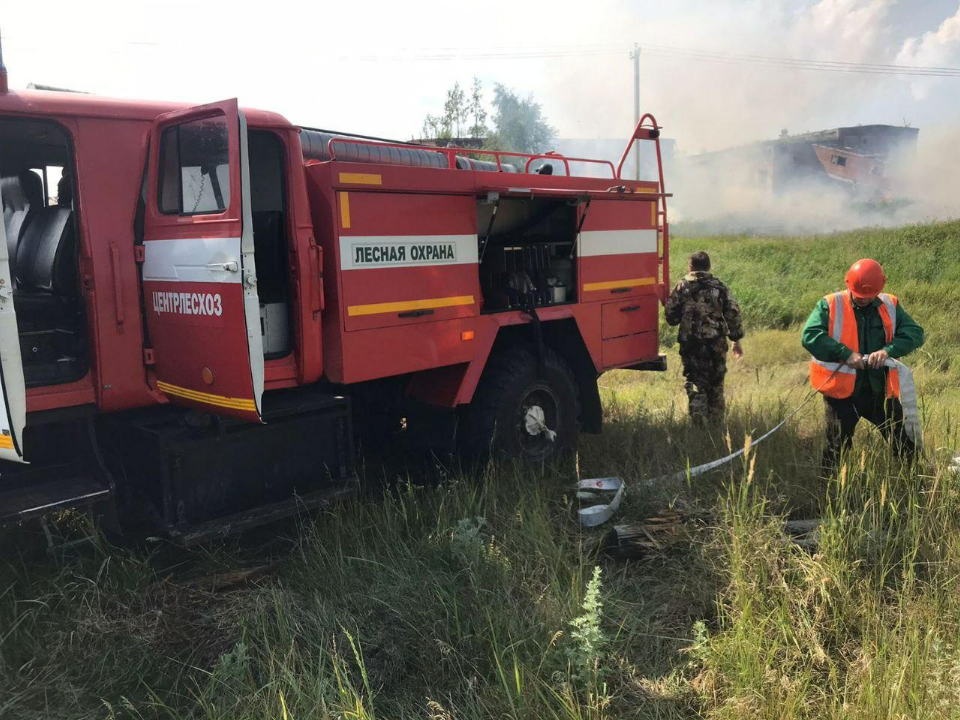 Фото: Комитет лесного хозяйства МО