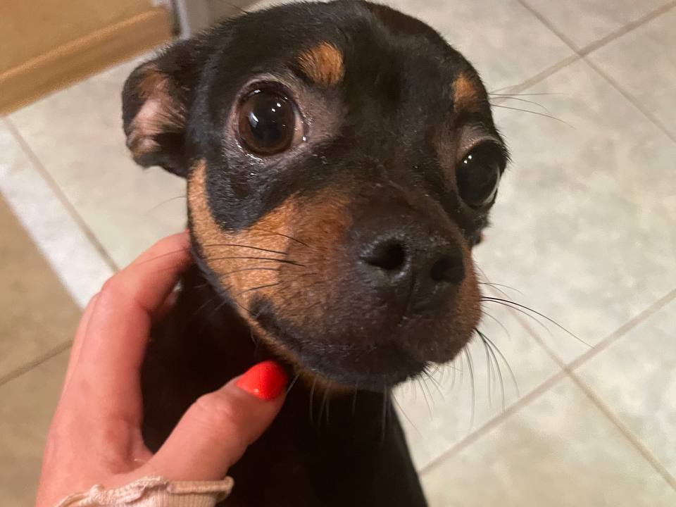 Фото: личный архив владельцев собаки