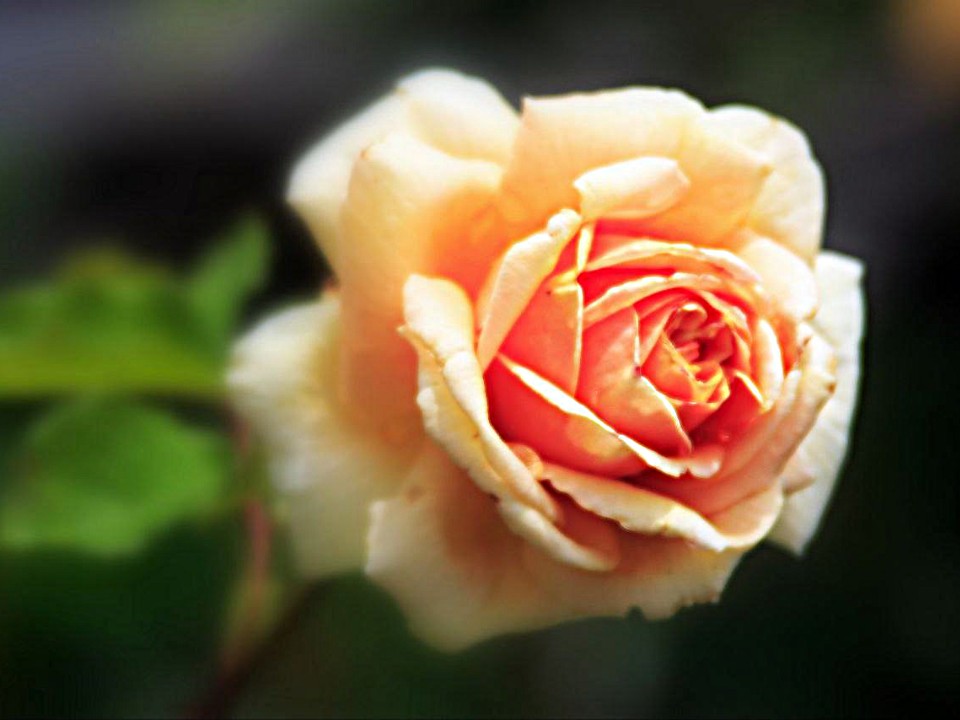 Фото: Ирина Зубарева