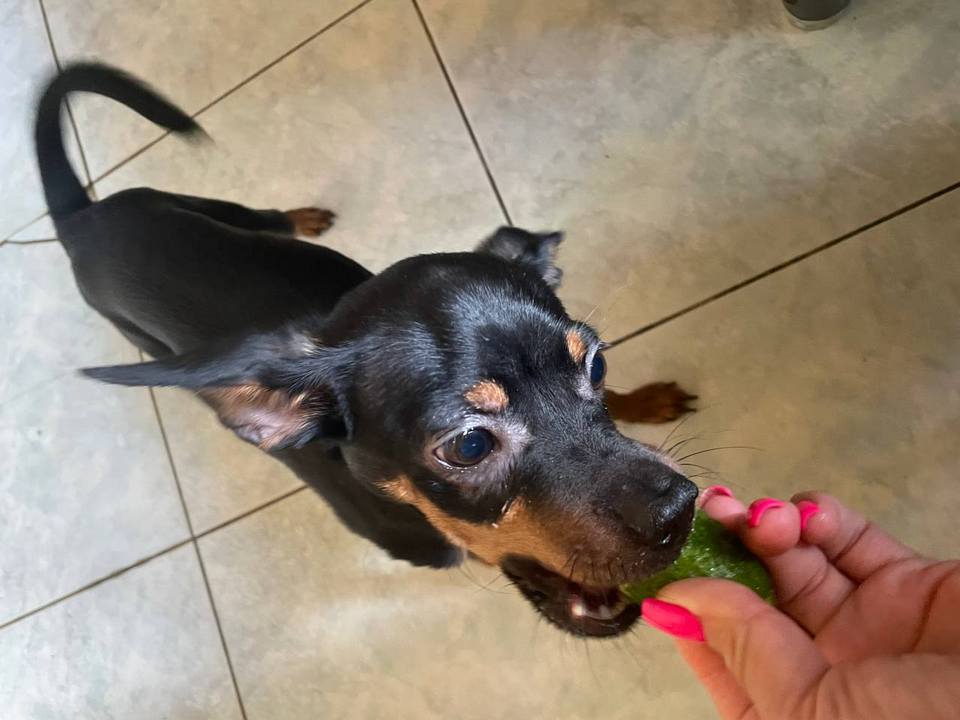 Фото: личный архив владельцев собаки