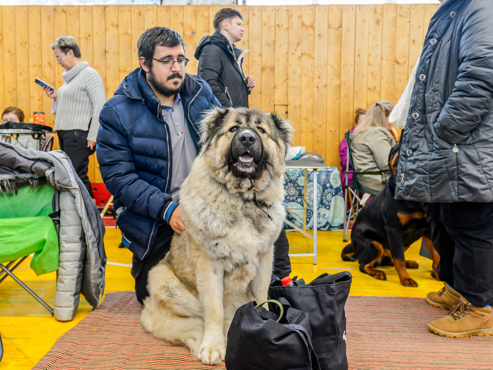 Кавказская овчарка. Фото: медиасток.рф 