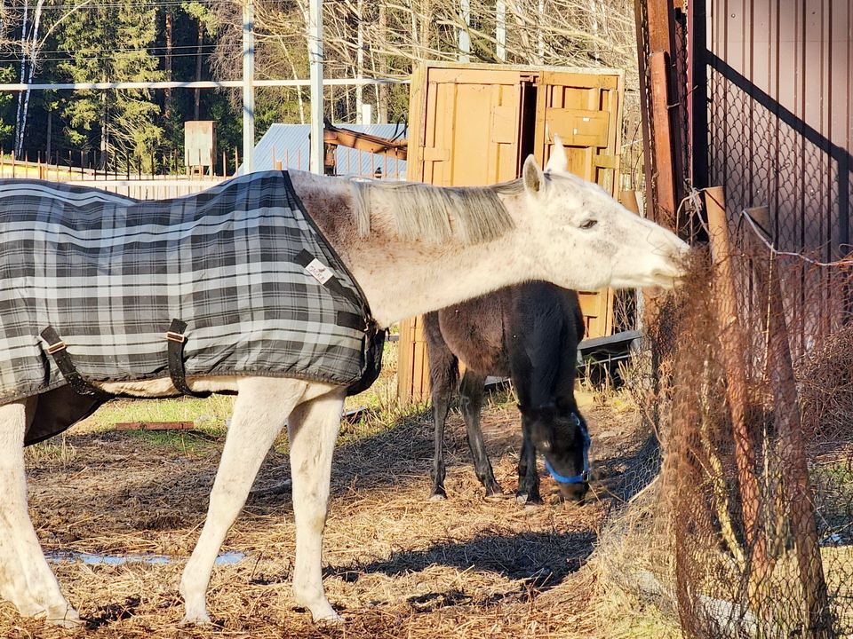Фото: МедиаБанк Подмосковья/Ольга Аввакумова
