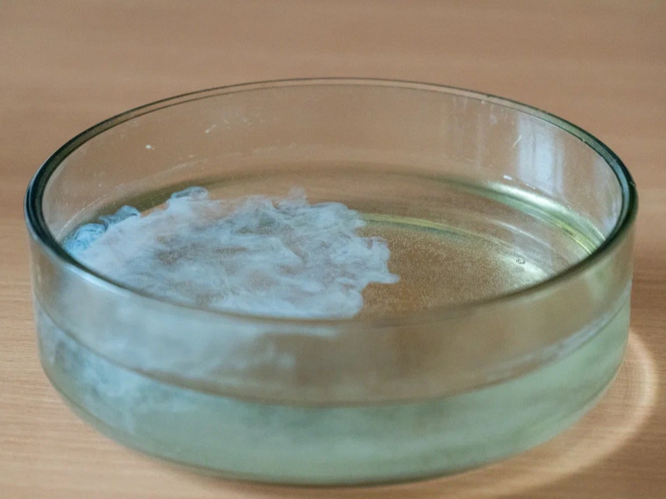 Фото: REGIONS/Наталия Надточая 