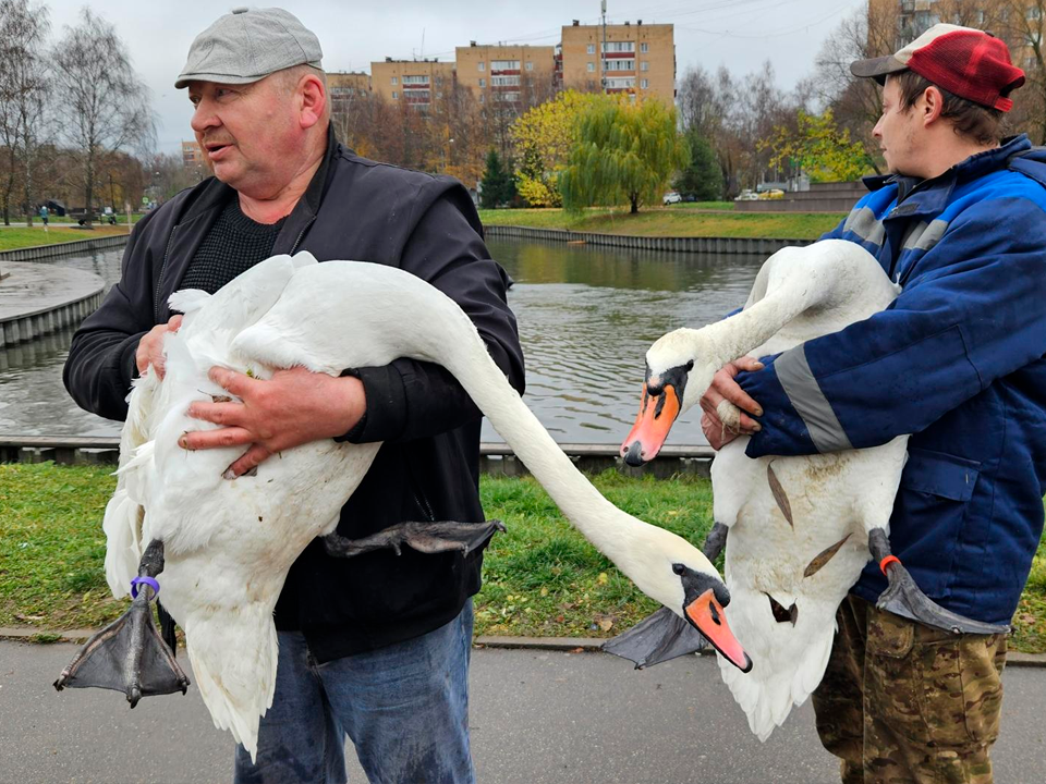 Фото: МедиаБанк Подмосковья/Вероника Горбачева