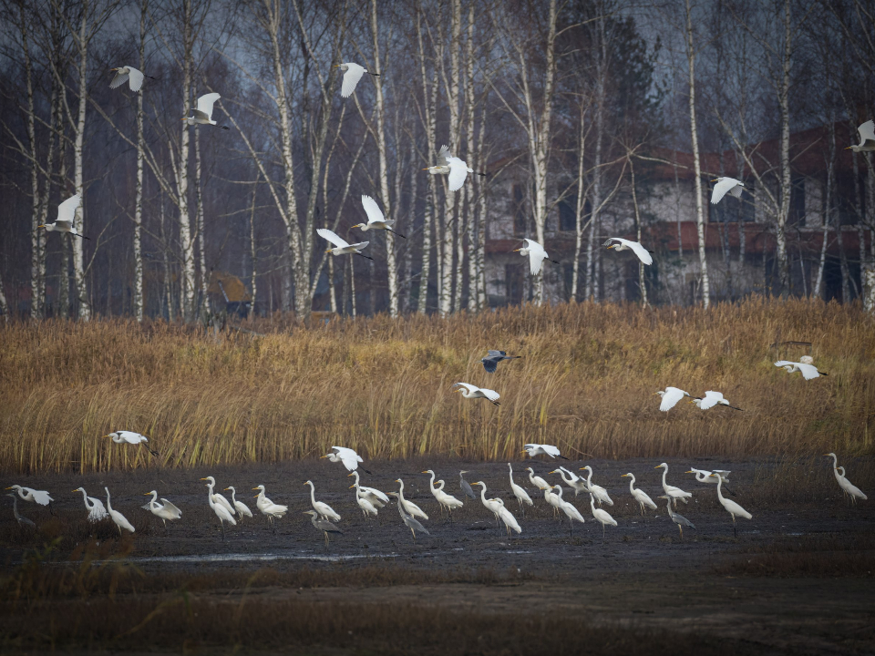 Большие белые и серые цапли. Фото: Максим Филатов