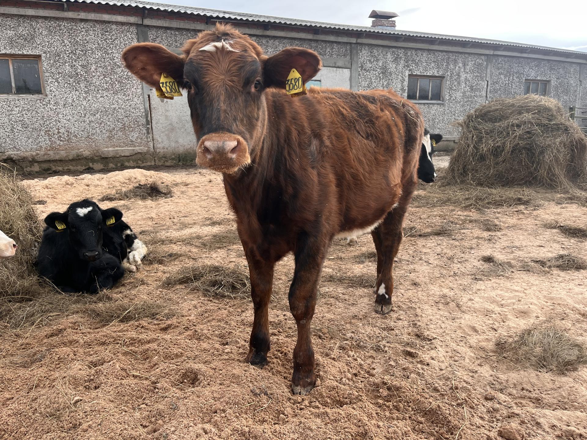 Фото: МедиаБанк Подмосковья/Ангелина Стельмух