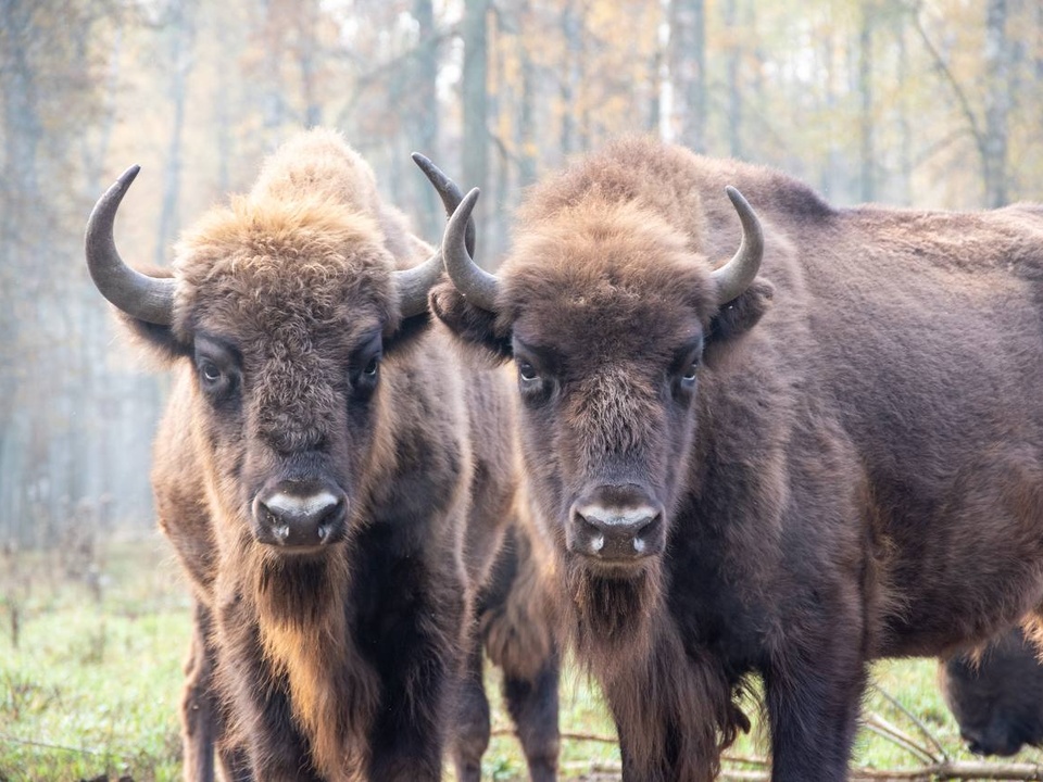 Фото: t.me/culturemo