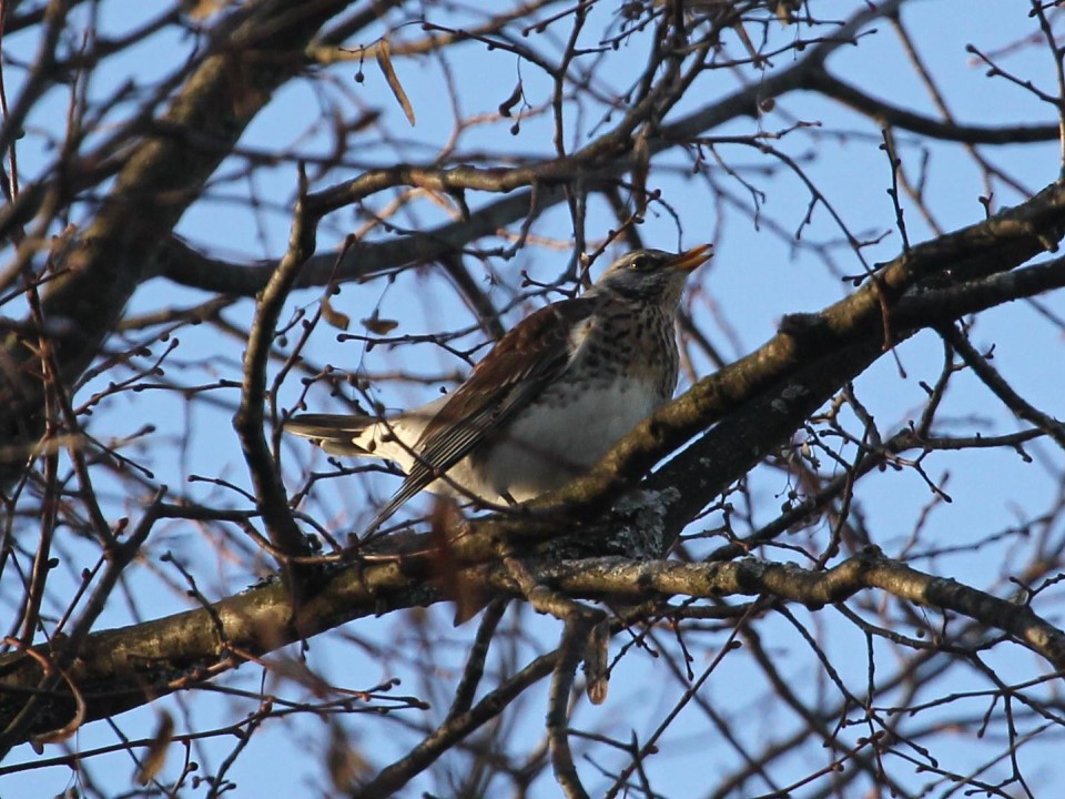 Фото: Государственный исторический музей-заповедник «Горки Ленинские»