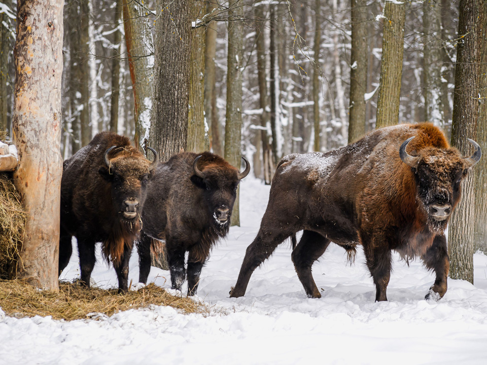 Фото: медиасток.рф