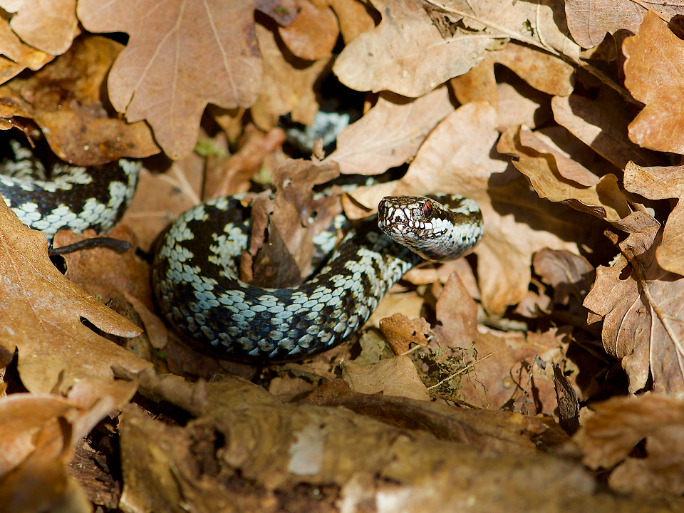 Фото: istockphoto.com/Tommy Svensson