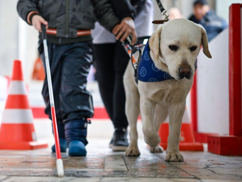 Фото: Российская школа подготовки собак-проводников Всероссийского общества слепых