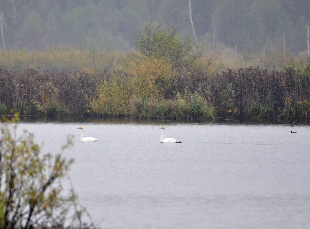 Фото: t.me/elk_island_national_park