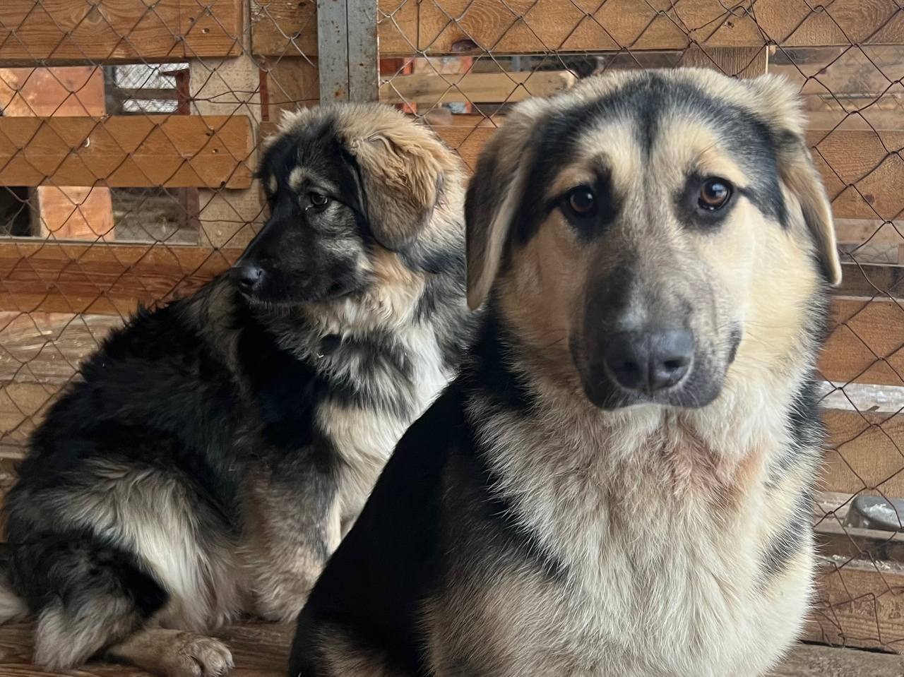 Собаки, за которыми ухаживают волонтеры приюта в наукограде. Фото: личный архив Виктории Персиковой