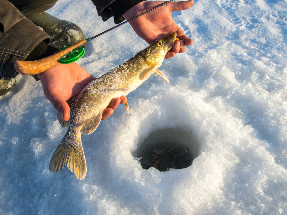 Фото: istockphoto.com/cash14 