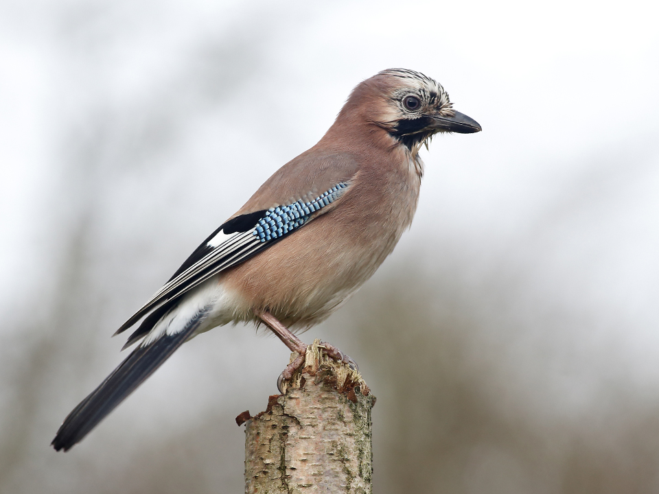 Фото: istockphoto.com/MikeLane45