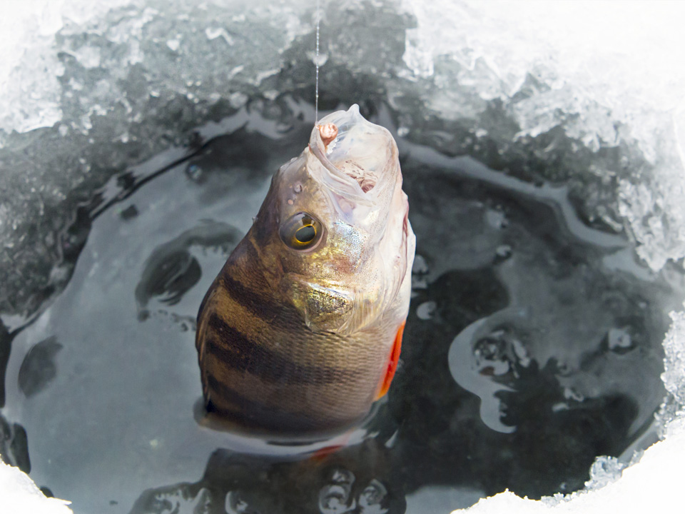 Фото: istockphoto.com/rogkov 