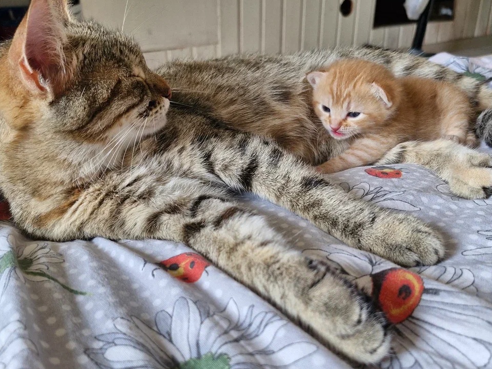 Фото: REGIONS/Наталия Надточая 