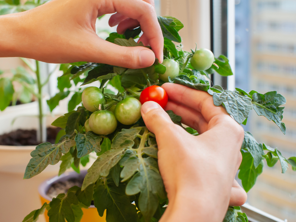 Фото: istockphoto.com/Александр Довянский