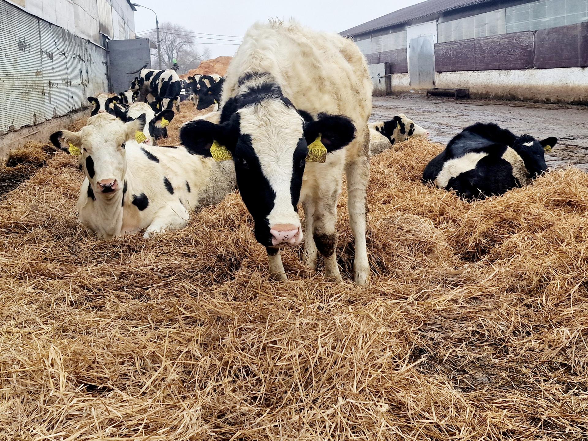 Фото: REGIONS/Ольга Шаронова