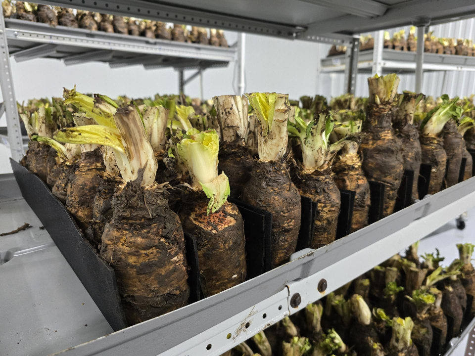 Фото: МедиаБанк Подмосковья/Марина Анисимова