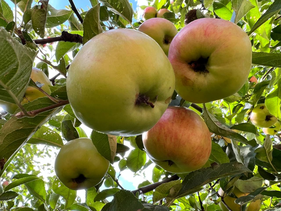 Фото: REGIONS/Елена Фурман