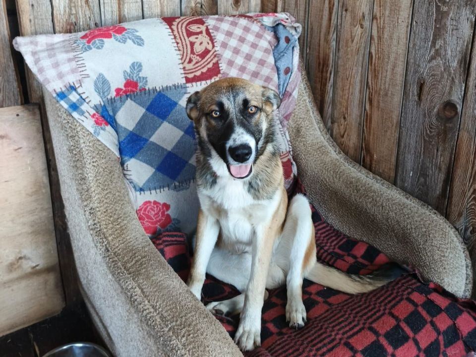 Фото: «Мохнатая лапка. Территория добра»