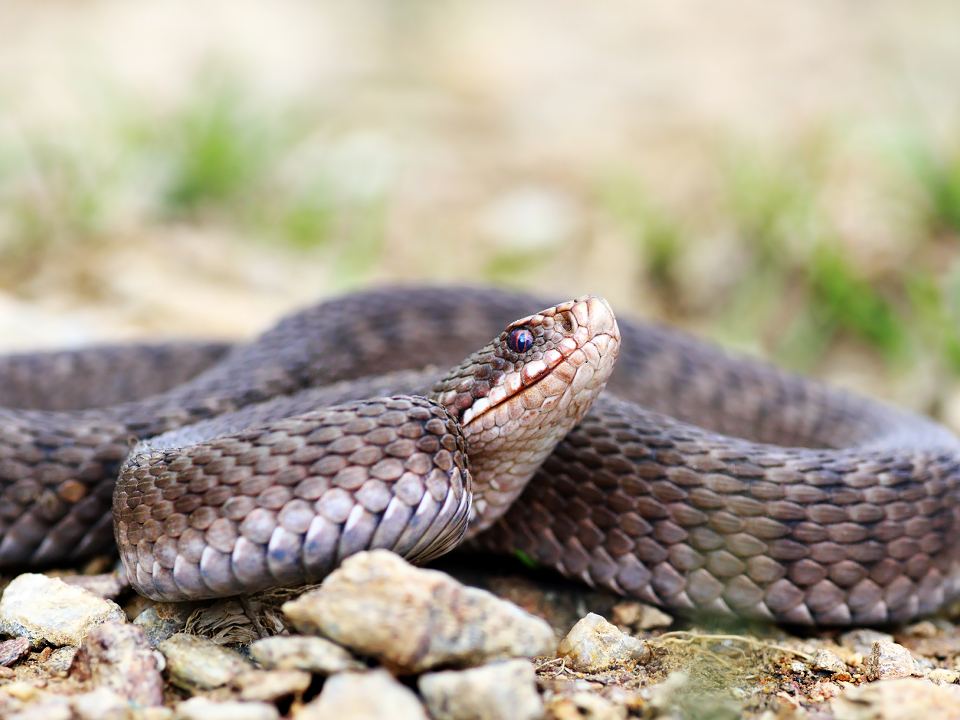 Фото: istockphoto.com/taviphoto