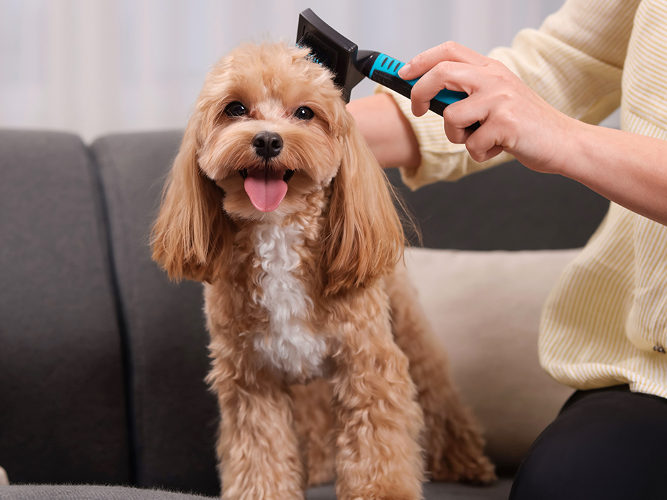 Фото: istockphoto.com/Olga Yastremska