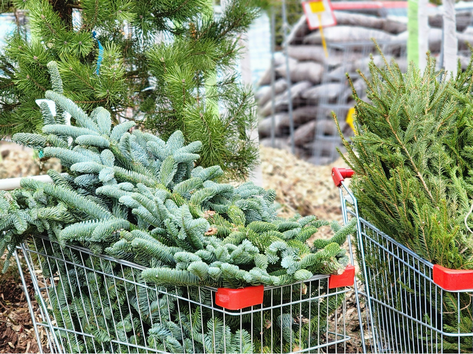 Фото: МедиаБанк Подмосковья/Максим Сафронов