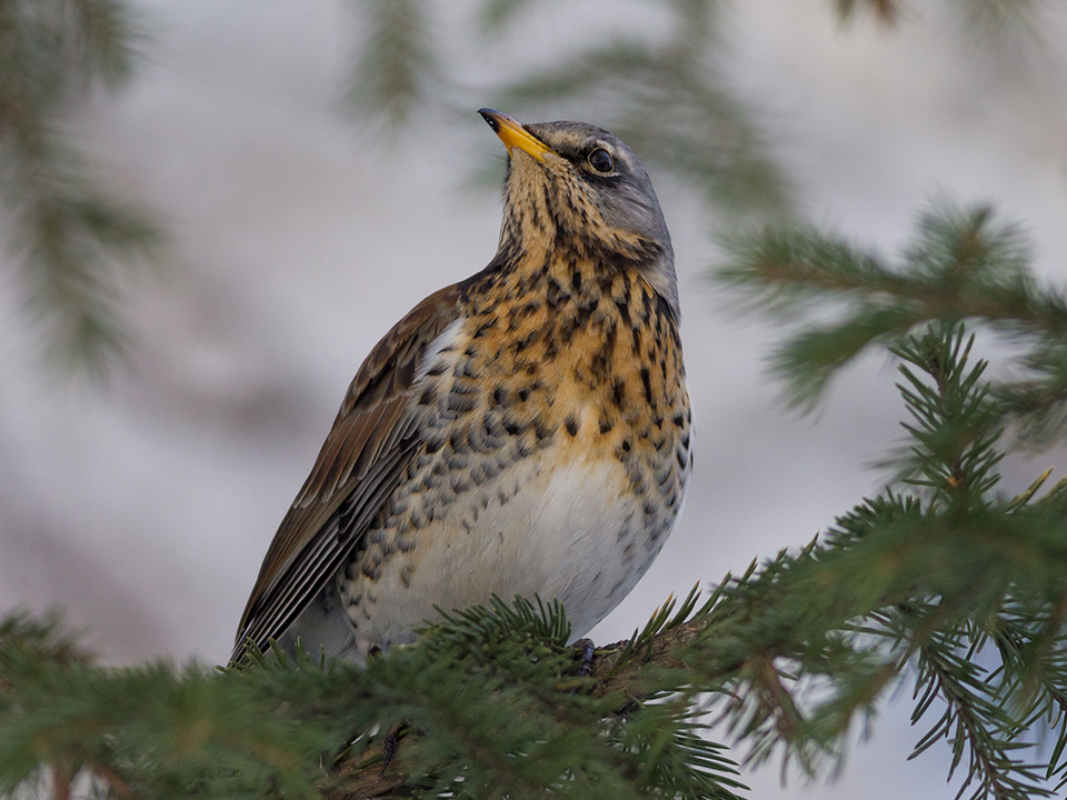 Дрозд-рябинник. Фото: сommons.wikimedia/Kandinskiy D.