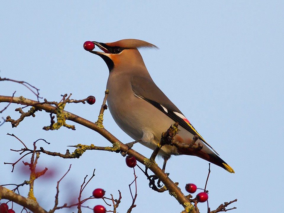 Фото: сommons.wikimedia/Alun Williams333