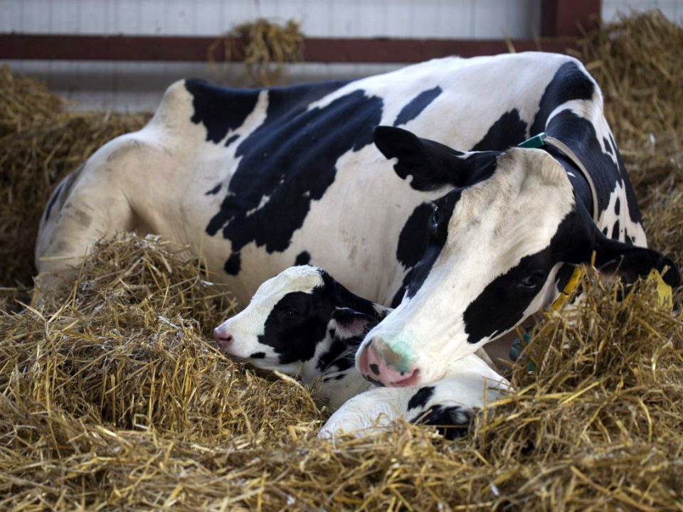 Фото: «Агрохолдинг ОСП агро»